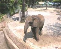 Elefante en zoo de Barcelona Elefante en zoo de Barcelona